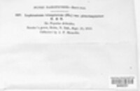 Lophiostoma triseptatum image